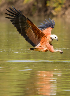 black collared hawk